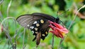 Wild Columbine and Butterfly