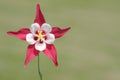 Wild Columbine Flower (aquilegia)