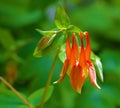 Wild Columbine Flower