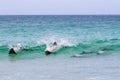 Wild Commersons Dolphins, Falkland Islands.