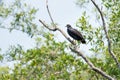 Common Black Hawk