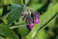 wild common comfrey or true comfrey (Symphytum officinale) flower during spring Royalty Free Stock Photo