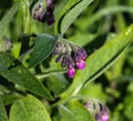 wild common comfrey or true comfrey (Symphytum officinale) flower during spring Royalty Free Stock Photo