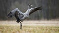 Wild common crane stretching wings and walking on hay field in autumn nature Royalty Free Stock Photo