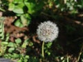 wild common dandelion on the meadow.