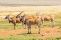 Wild Common Eland or Antelope in a Game reserve Royalty Free Stock Photo