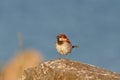 Wild common european sparrow