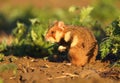 Wild common hamster