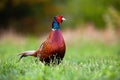 Wild common pheasant cock in spring with space for copy. Royalty Free Stock Photo