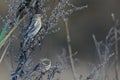 Common Redpolls