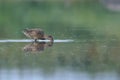 Eurasian teal dabbling