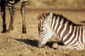 Wild common zebra baby grazing