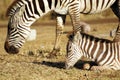 Wild common zebra grazing