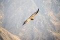 Wild condor flying Royalty Free Stock Photo