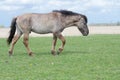 Wild Conic Stallion walking on pasture Royalty Free Stock Photo