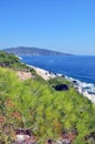 Wild Conifer plants at the seasid Royalty Free Stock Photo