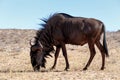 Wild (Connochaetes taurinus) Blue Wildebeest Gnu grazing Royalty Free Stock Photo