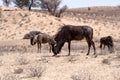 Wild (Connochaetes taurinus) Blue Wildebeest Gnu grazing Royalty Free Stock Photo