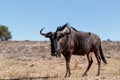 Wild (Connochaetes taurinus) Blue Wildebeest Gnu Royalty Free Stock Photo