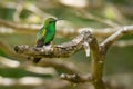 Coppery-headed Emerald