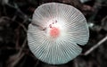 Wild Coprinus fungus also known as a shaggy mane mushroom hidden in the autumn forest foliage. Royalty Free Stock Photo
