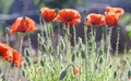 Wild Coquelicot flowers bloom Royalty Free Stock Photo