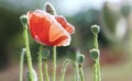 Wild Coquelicot flowers bloom Royalty Free Stock Photo