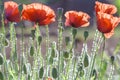 Wild Coquelicot flowers bloom Royalty Free Stock Photo