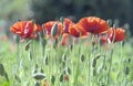 Wild Coquelicot flowers bloom Royalty Free Stock Photo