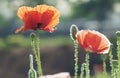 Wild Coquelicot flowers bloom Royalty Free Stock Photo