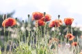 Wild Coquelicot flowers bloom Royalty Free Stock Photo