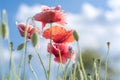 Wild Coquelicot flowers bloom Royalty Free Stock Photo