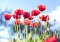 Wild Coquelicot flowers bloom Royalty Free Stock Photo