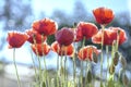 Wild Coquelicot flowers bloom Royalty Free Stock Photo