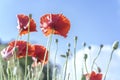 Wild Coquelicot flowers bloom Royalty Free Stock Photo