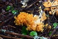 Wild coral mushroom