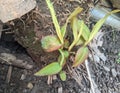 wild corn seeds that grow between roots and soil. The leaves are green and have a red tinge