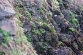 Wild cornerstones and green grass on a mountainside. Selective focus in the foreground Royalty Free Stock Photo