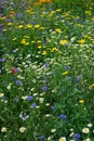 Wild cornfield mix, flowers, mixed annuals, Royalty Free Stock Photo