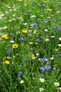 Wild cornfield mix, flowers, mixed annuals, Royalty Free Stock Photo