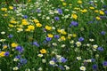 Wild cornfield mix, meadow flowers, native uk varieties Royalty Free Stock Photo