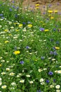 Wild cornfield mix, meadow flowers, native uk varieties Royalty Free Stock Photo