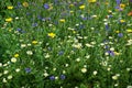 Wild cornfield mix, meadow flowers, native uk varieties Royalty Free Stock Photo