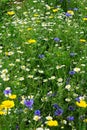 Wild cornfield mix, meadow flowers, native uk varieties Royalty Free Stock Photo