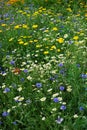 Wild cornfield mix, meadow flowers, native uk varieties Royalty Free Stock Photo