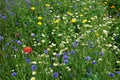 Wild cornfield mix, meadow flowers, native uk varieties Royalty Free Stock Photo