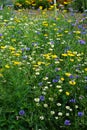 Wild cornfield mix, meadow flowers, native uk varieties Royalty Free Stock Photo