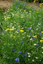 Wild cornfield mix, meadow flowers, native uk varieties Royalty Free Stock Photo