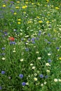 Wild cornfield mix, meadow flowers, native uk varieties Royalty Free Stock Photo