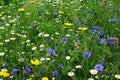 Wild cornfield mix, meadow flowers, native uk varieties Royalty Free Stock Photo